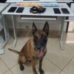 Casal é preso por tráfico de drogas durante operação da Força Tática em Bernardino de Campos